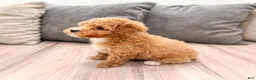 Miniature Poodle dogs for sale: Cola - Ad 5