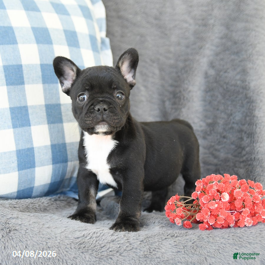 French Bulldog dogs Fern - Ad 1