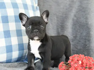 French Bulldog dogs for sale: Fern - Ad 1