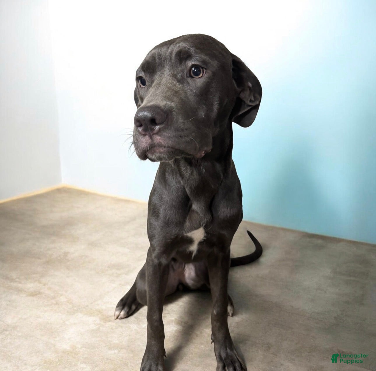 Cane Corso dogs Cane Corso 4 - Ad 39