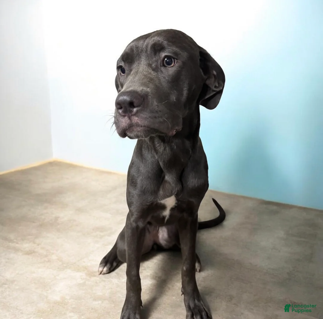 Cane Corso dogs for sale: Cane Corso 4 - Ad 1