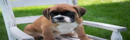 Boxer dogs for sale: Boaz - Ad 4