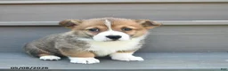 Welsh Corgi Pembroke dogs for sale: Lexi  - Ad 4