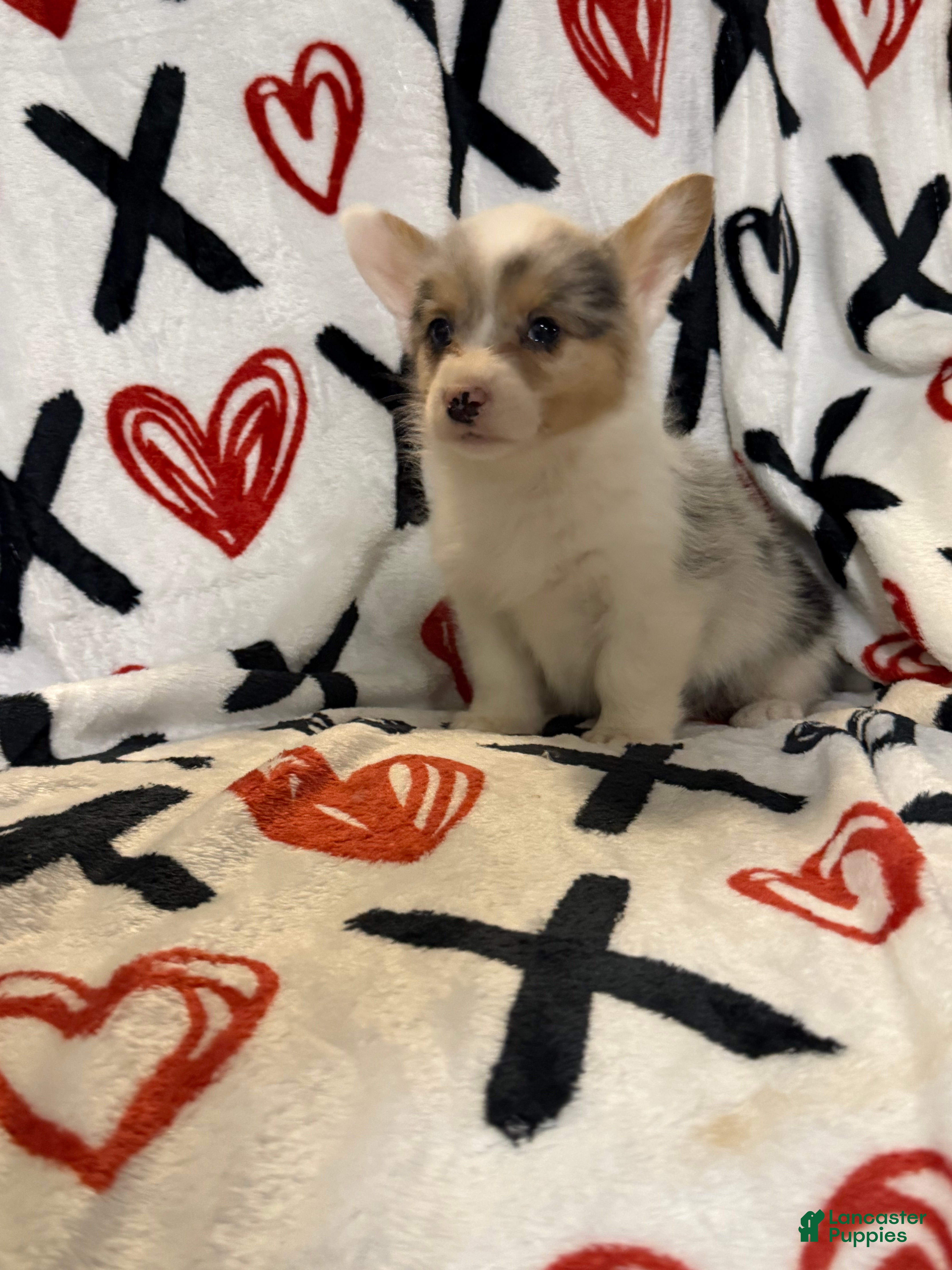 Welsh Corgi Pembroke dogs Bailey - Ad 1