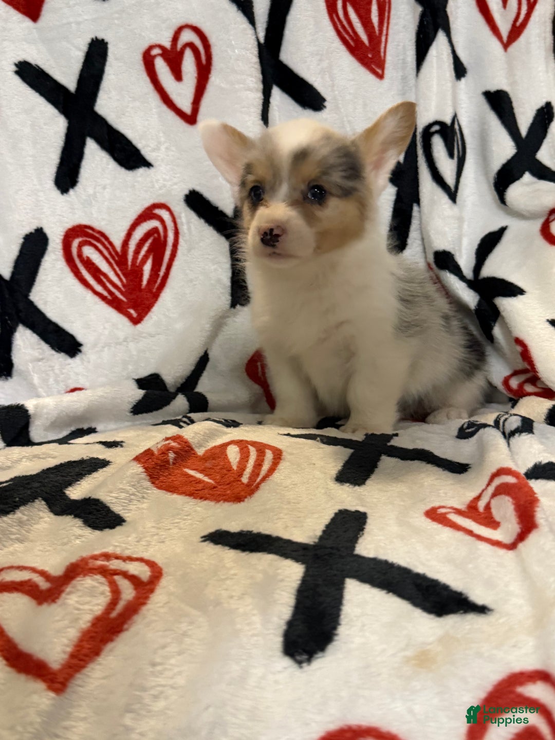 Welsh Corgi Pembroke dogs for sale: Bailey - Ad 1