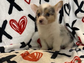 Welsh Corgi Pembroke dogs Bailey - Ad 1