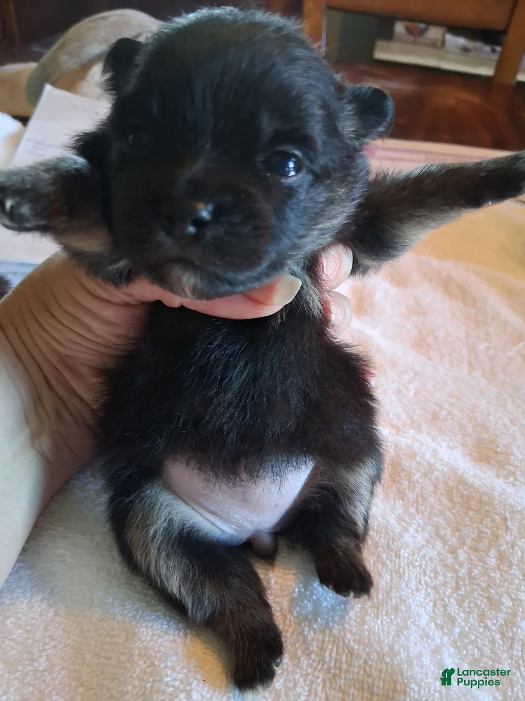Pomeranian dogs for sale: Pomeranian 3 - Ad 1