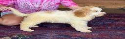 Mini Goldendoodle dogs for sale: Travis - Ad 2