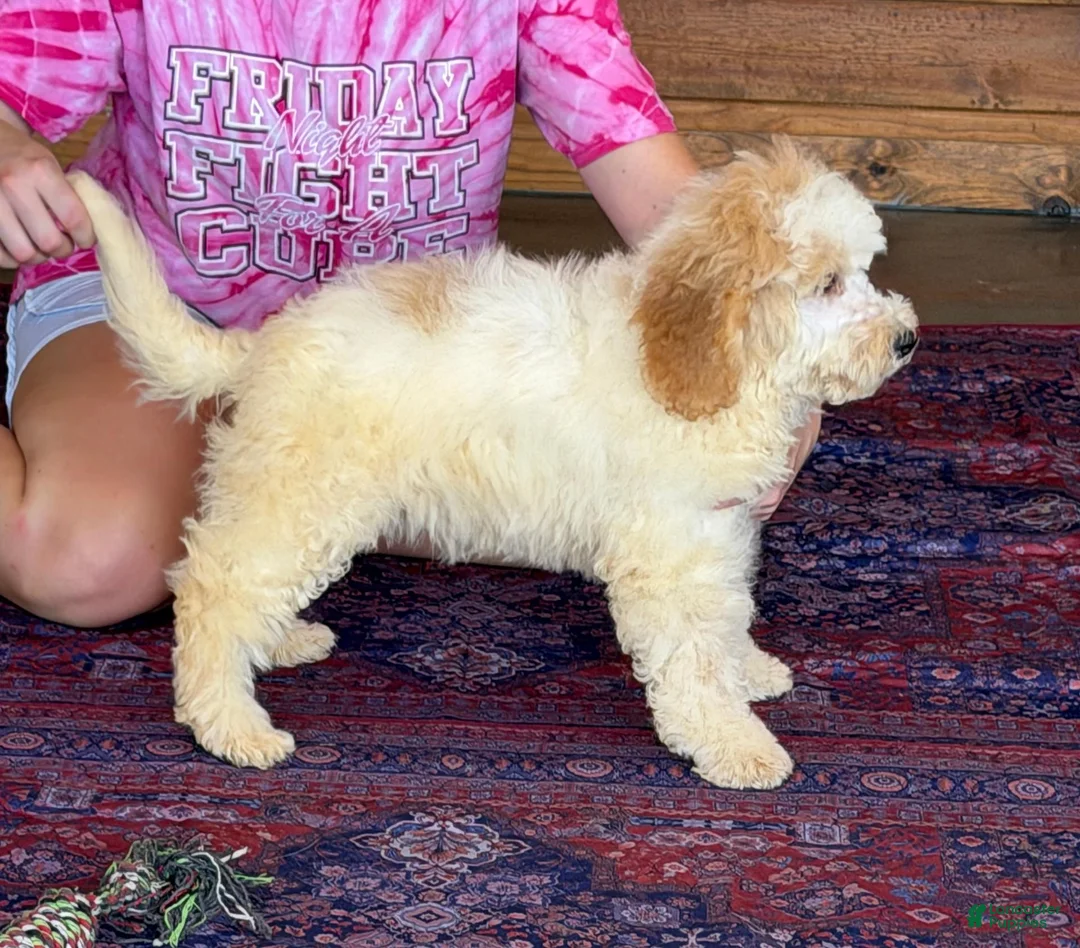 Mini Goldendoodle dogs for sale: Travis - Ad 2