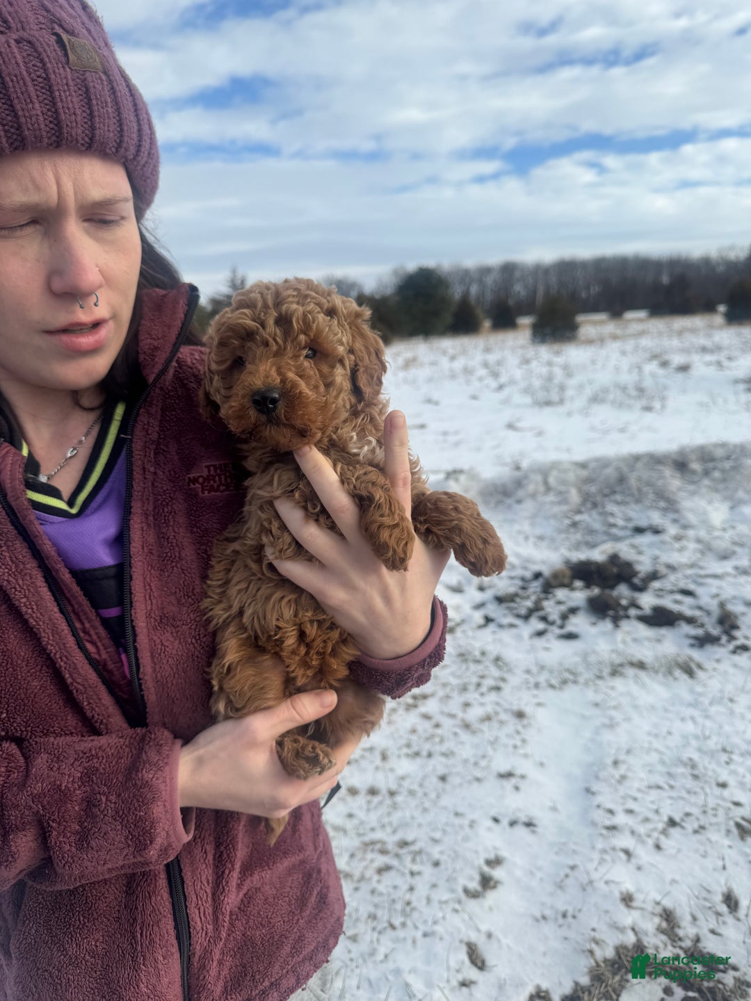 Mini Goldendoodle dogs for sale: Mini Goldendoodle Puppy 2 - Ad 2