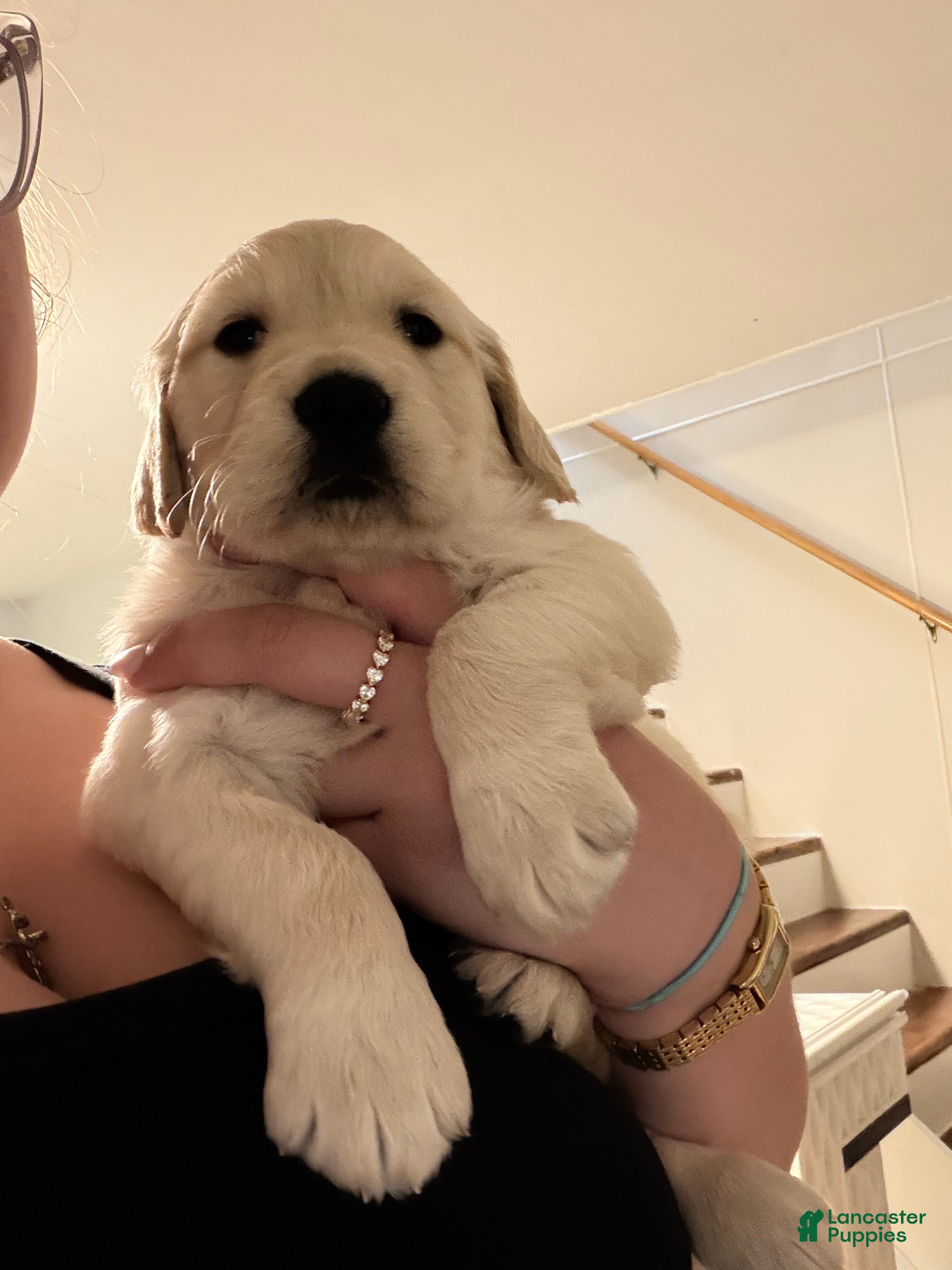 Golden Retriever dogs for sale: Oatmeal - Ad 1