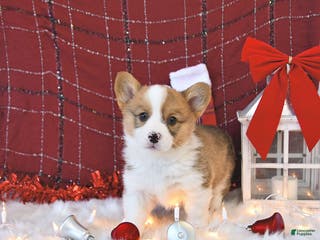 Welsh Corgi Pembroke dogs Otis - Ad 33