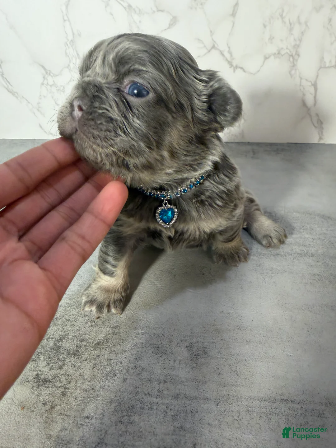 French Bulldog dogs for sale: RAE - Ad 1