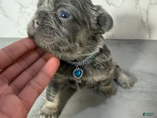 French Bulldog dogs RAE - Ad 6