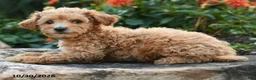 Mini Goldendoodle dogs for sale: Polly - Ad 5