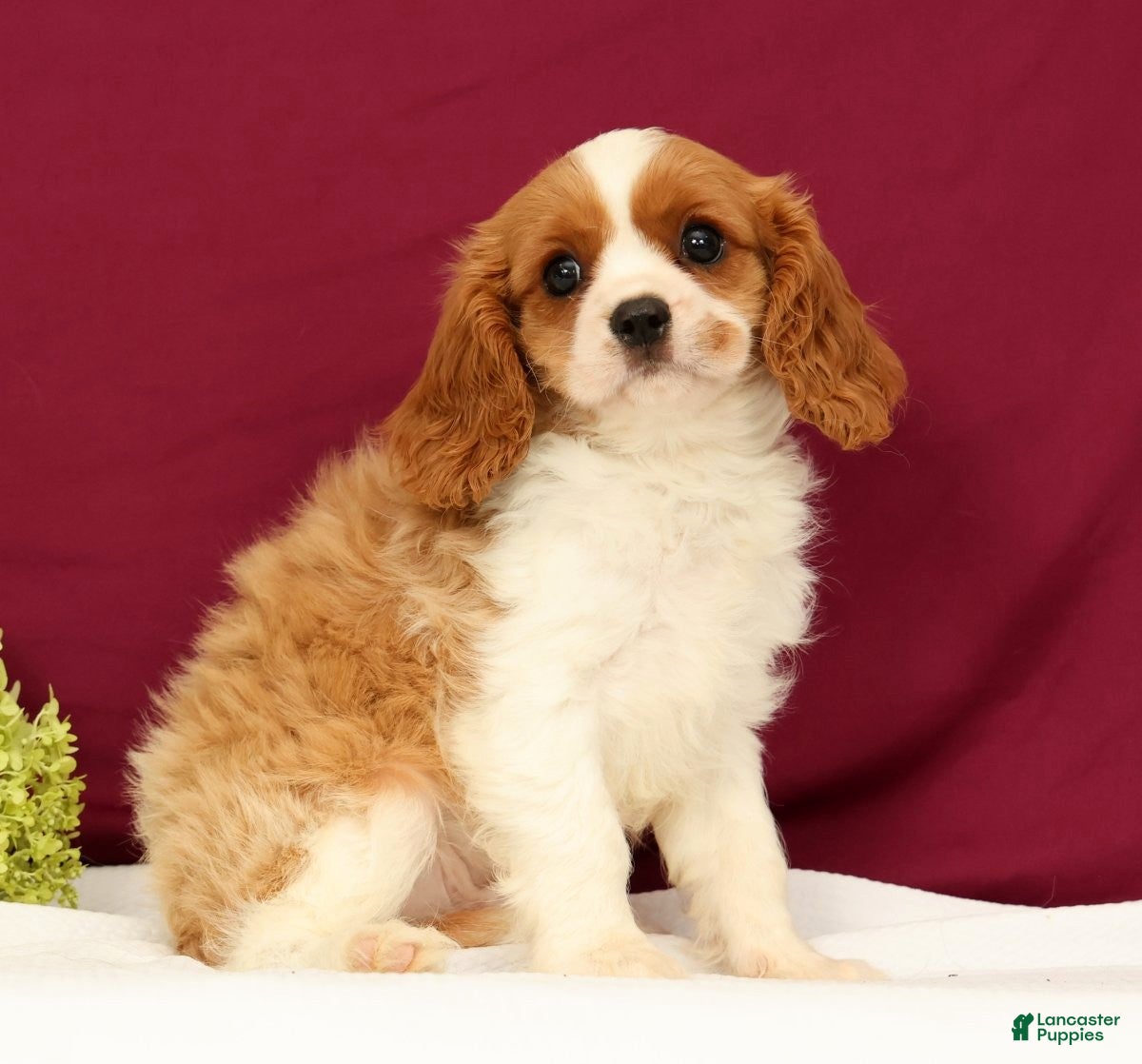 Cavalier King Charles Spaniel dogs Tommy - Ad 1