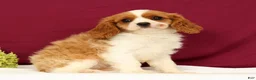 Cavalier King Charles Spaniel dogs for sale: Tommy - Ad 1