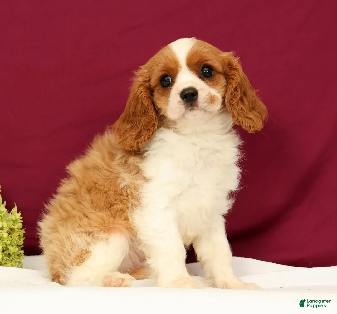 Cavalier King Charles Spaniel dogs for sale: Tommy - Ad 1