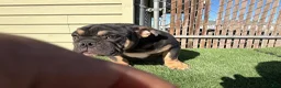 English Bulldog dogs for sale: KINGSTON – Black Tan Tri Loverboy in LA, CA - Ad 19