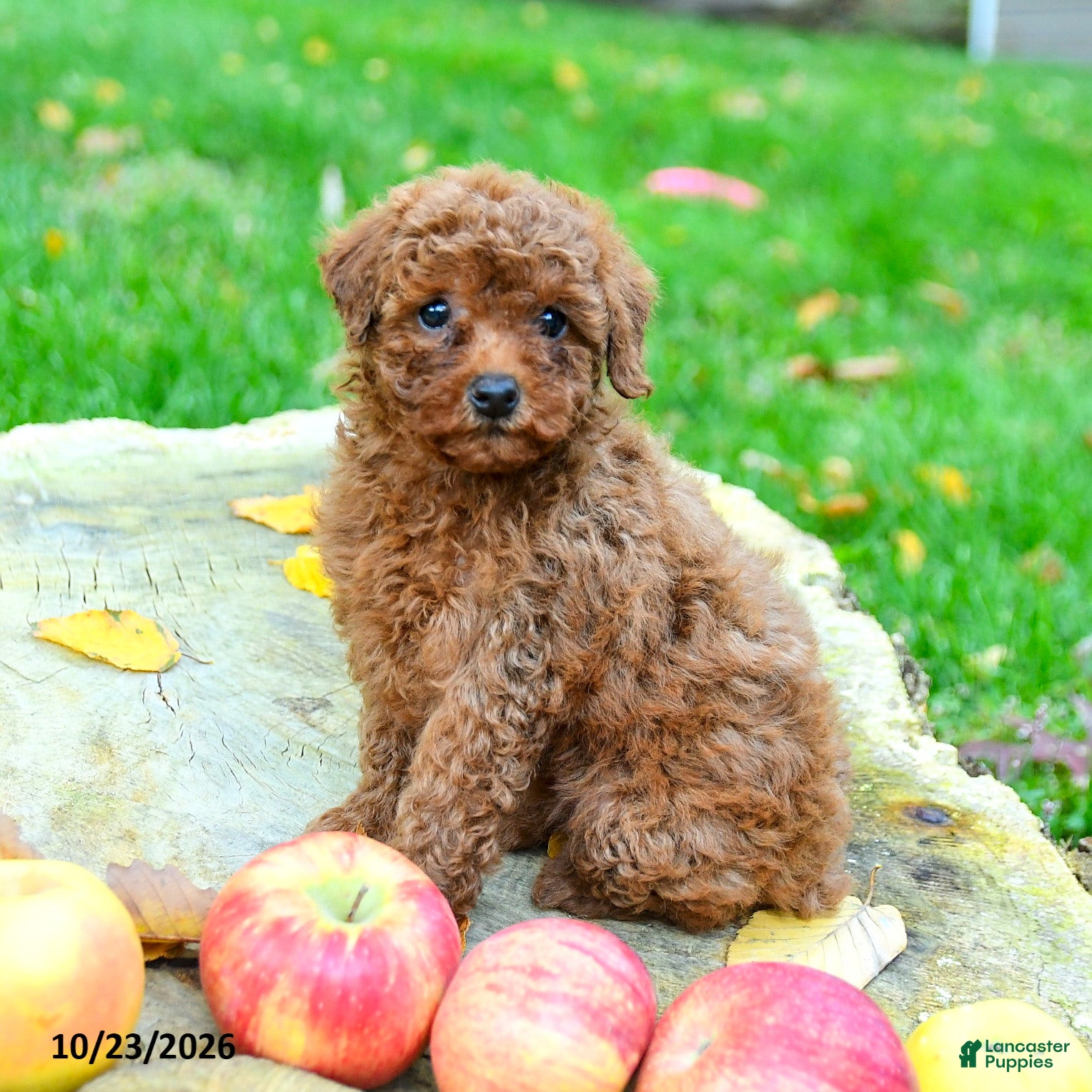 Toy Poodle dogs for sale: Brooke - Ad 1