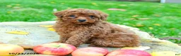 Toy Poodle dogs for sale: Brooke - Ad 1