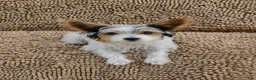 Yorkshire Terrier dogs for sale: Winston - Ad 4