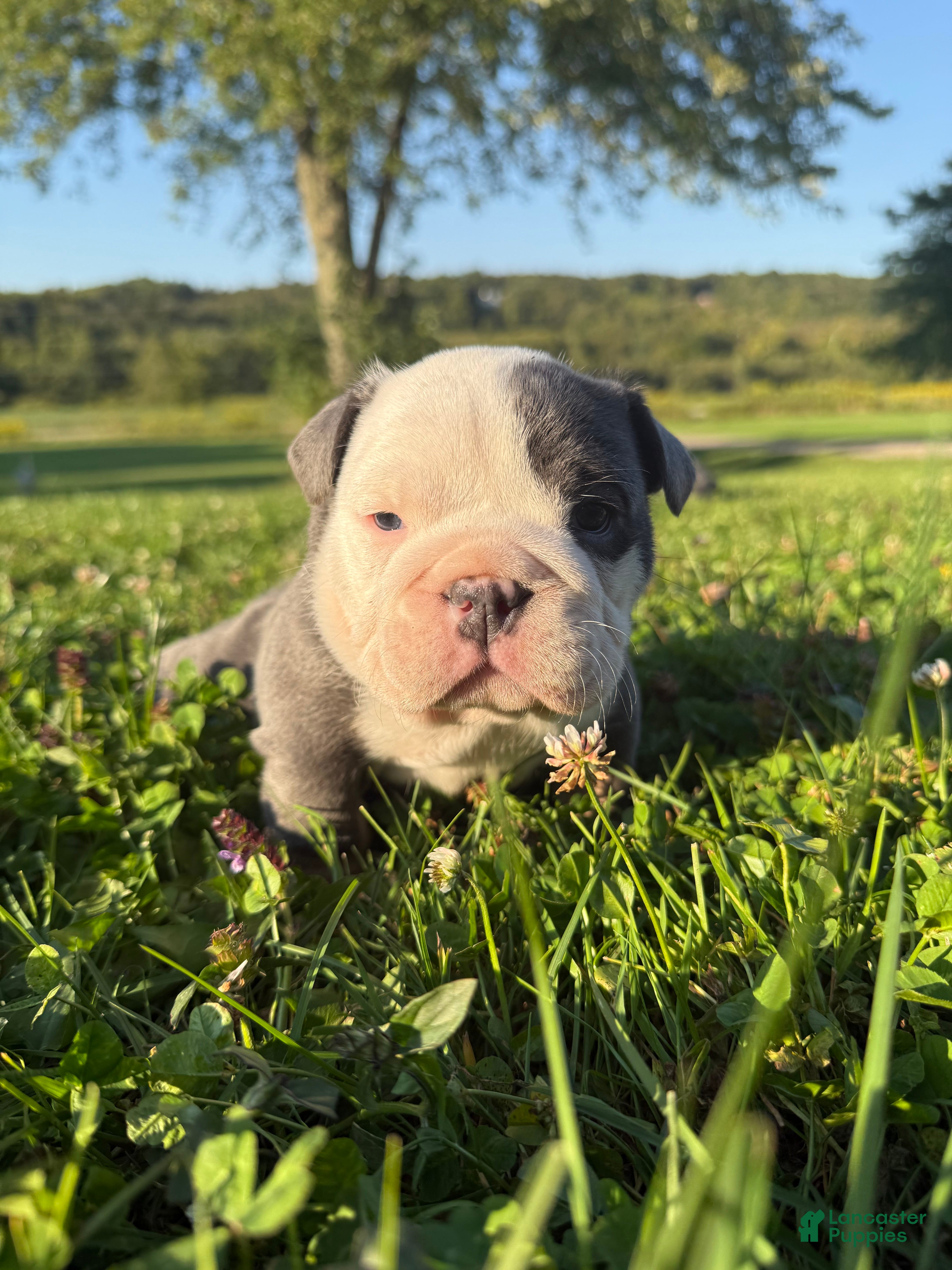 English Bulldog dogs George - Ad 3