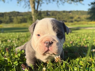 English Bulldog dogs George - Ad 4