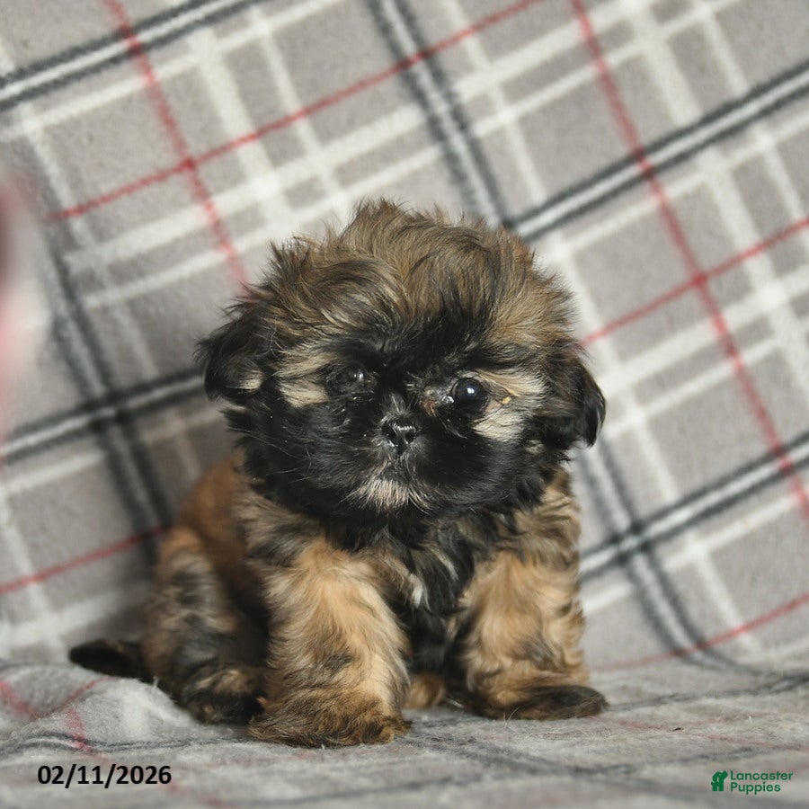 Shih Tzu dogs Whisper - Ad 2