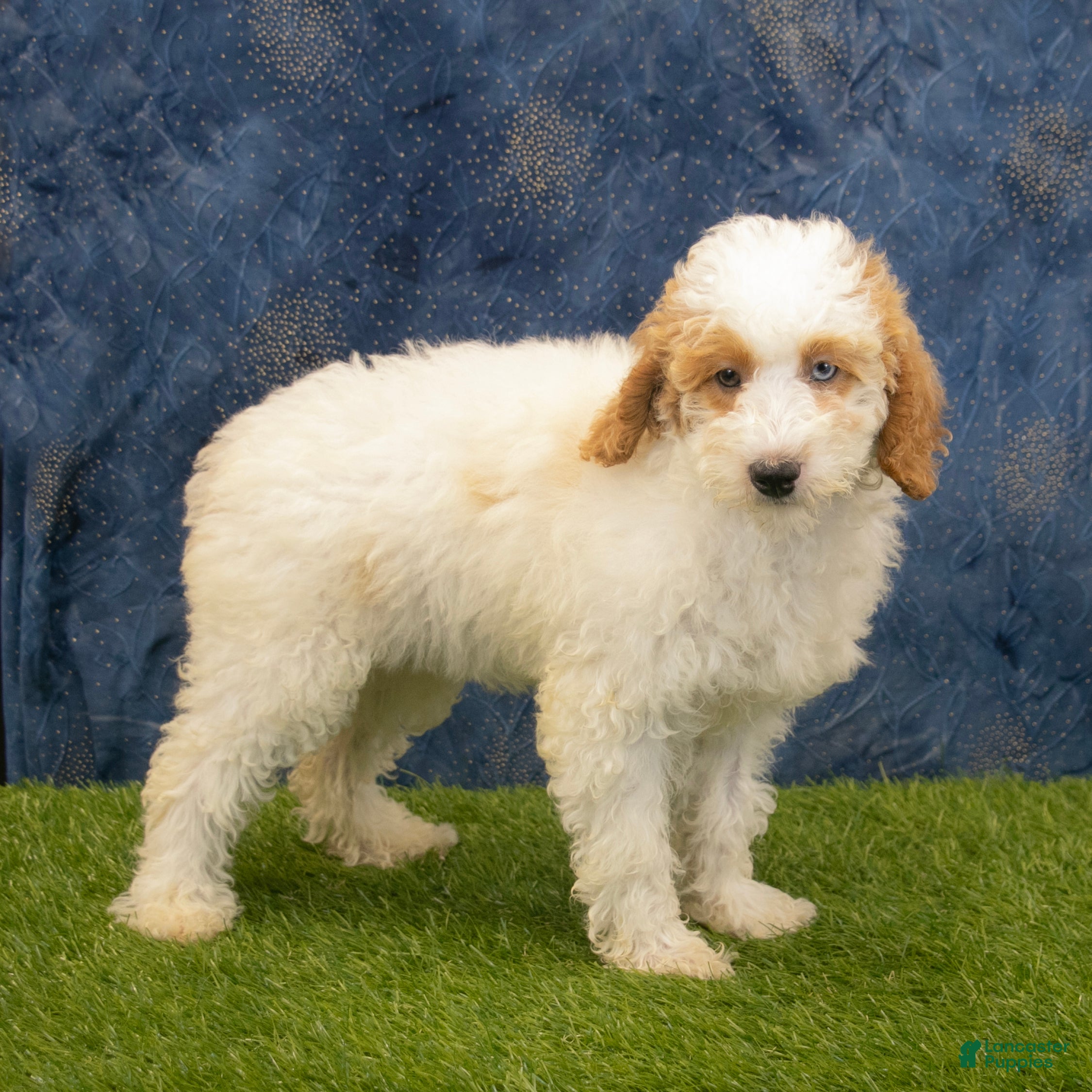 Miniature Poodle dogs Betty - Ad 2