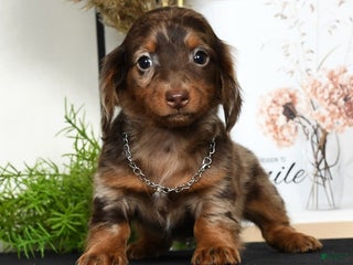 Miniature Dachshund dogs - Ad 40
