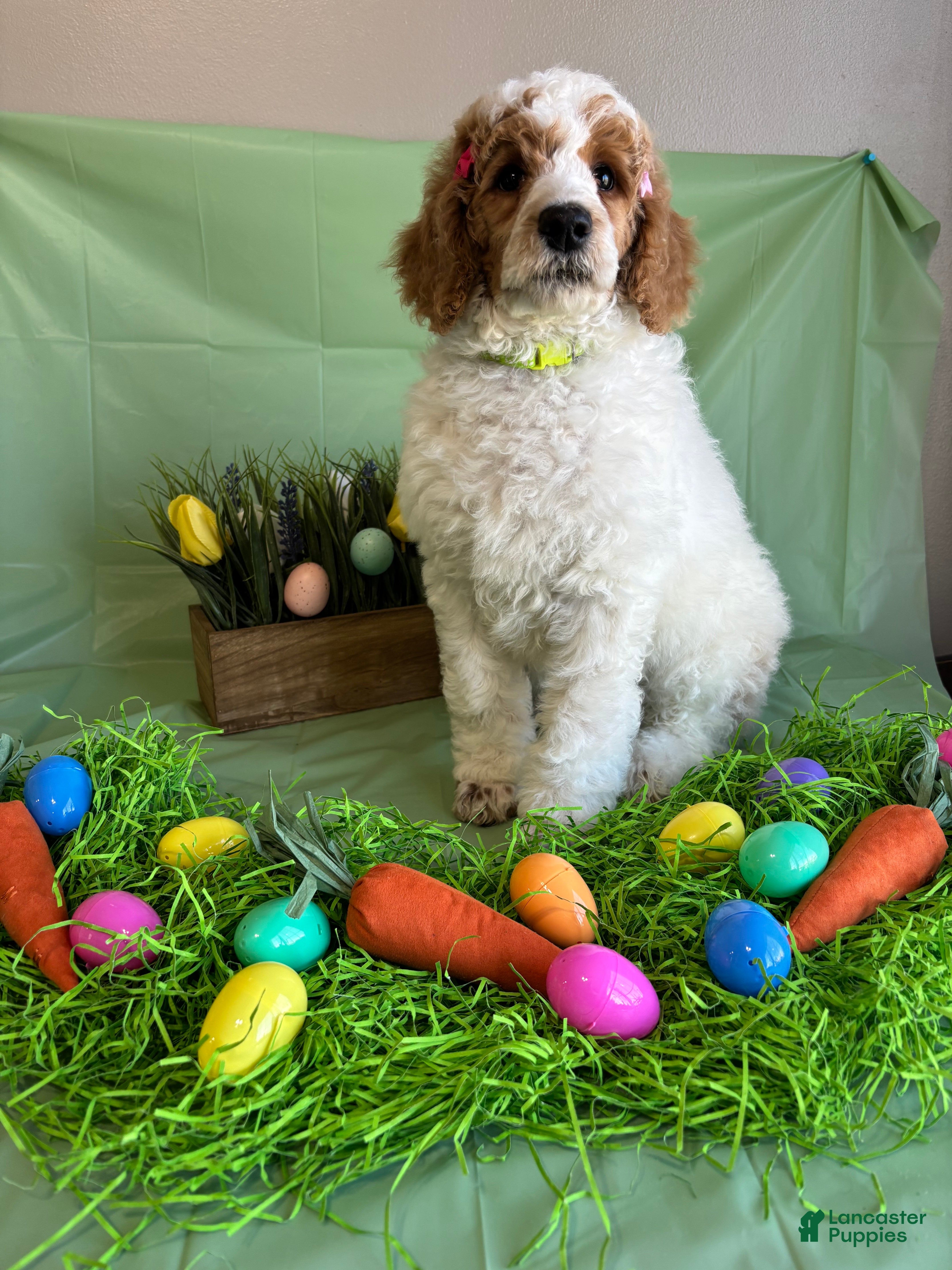Standard Poodle dogs Leah - Ad 2