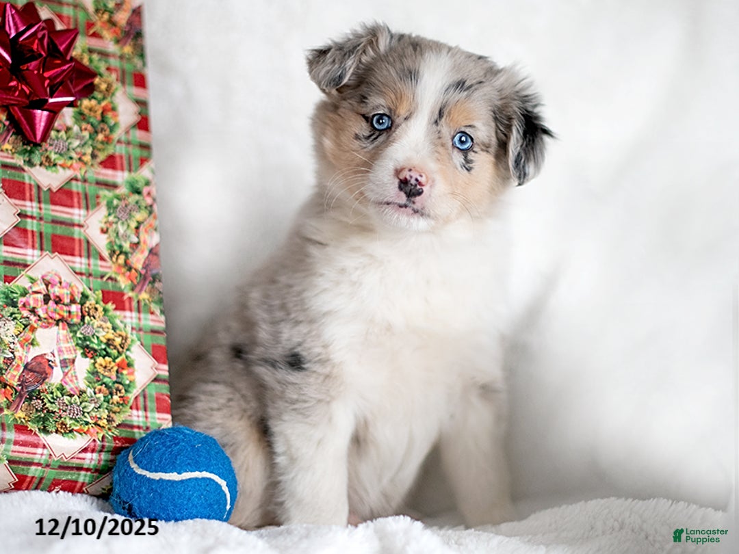 Mixed Breed dogs for sale: Kalt - Ad 1