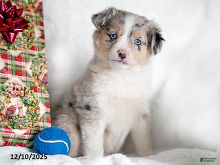 Mixed Breed dogs Kalt - Ad 33