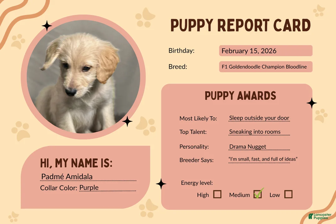 Goldendoodle dogs for sale: Pademe Amidala - Goldendoodle - Ad 2