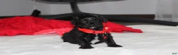Yorkiepoo dogs for sale: River - Ad 6