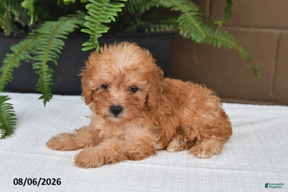 Toy Poodle dogs Reba - Ad 2