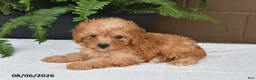 Toy Poodle dogs for sale: Reba - Ad 2