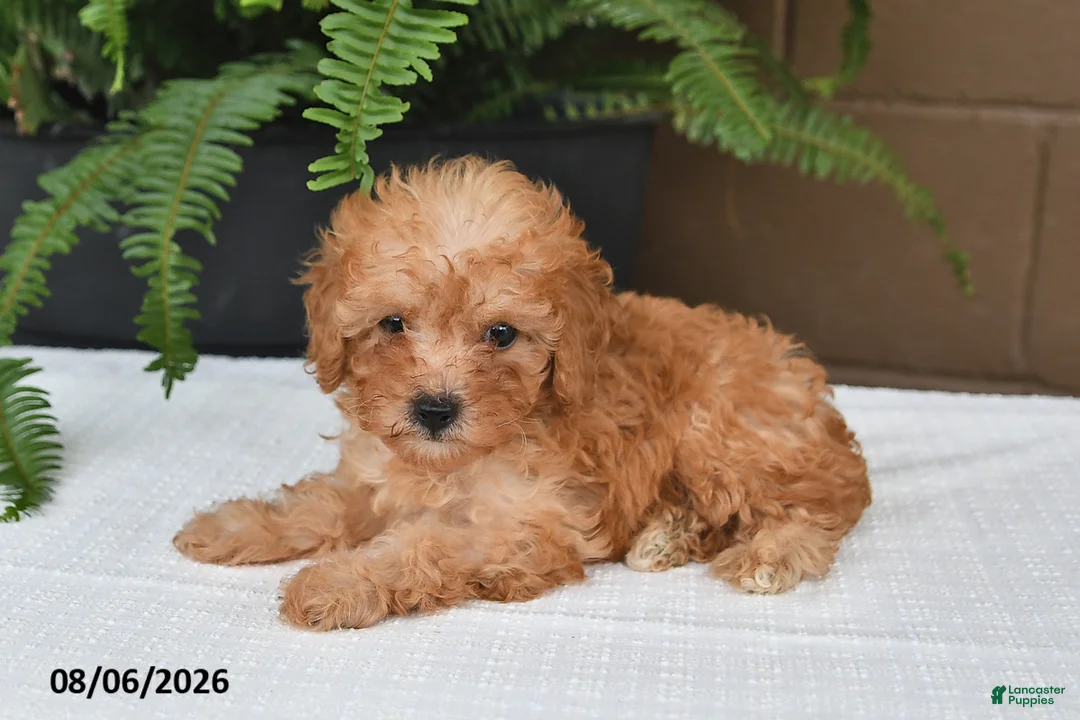 Toy Poodle dogs for sale: Reba - Ad 2