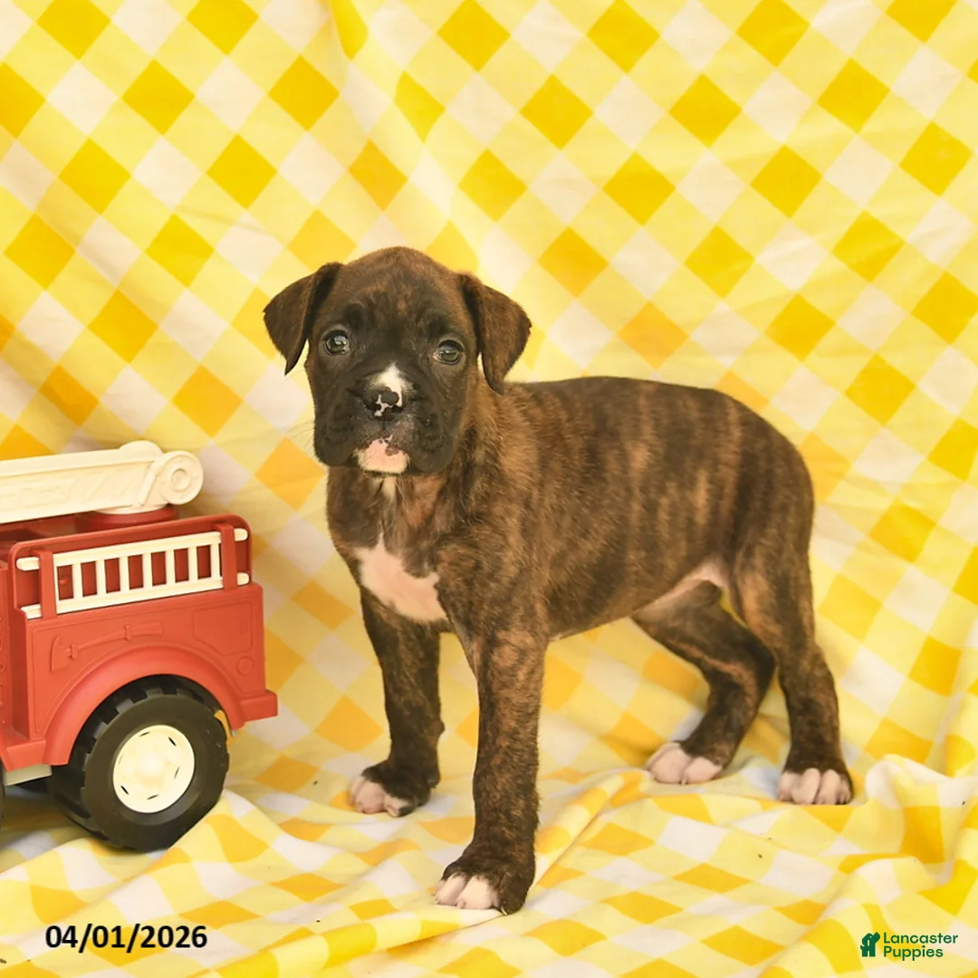 Boxer dogs for sale: Joyce  - Ad 2