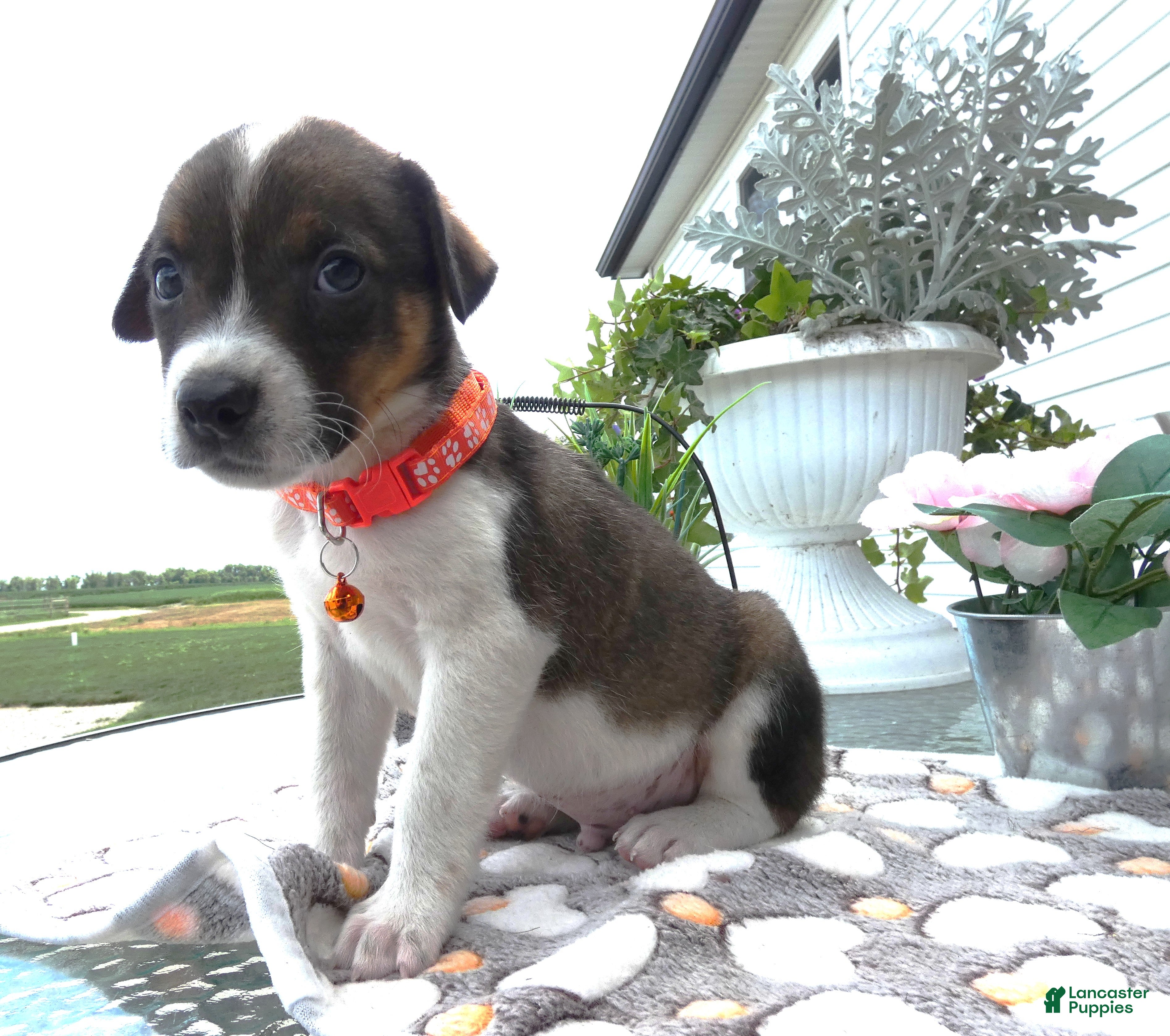 Mixed Breed dogs Mixed Breed 4 Drew - Ad 32