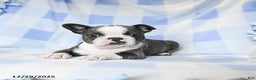 Boston Terrier dogs for sale: Bubbles - Ad 3