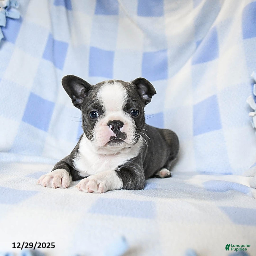 Boston Terrier dogs for sale: Bubbles - Ad 3