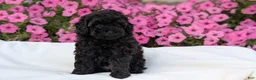 Toy Poodle dogs for sale: Carter - Ad 4