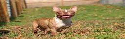 Boston Terrier dogs for sale: Jewel - Ad 9