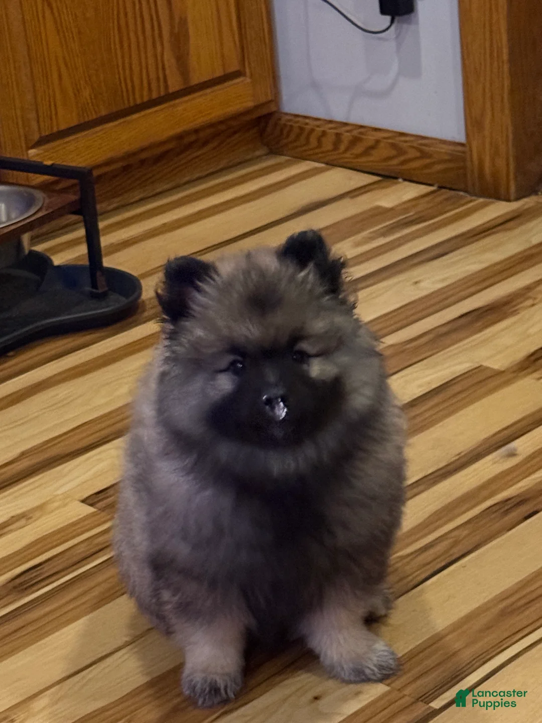 Keeshond dogs for sale: Keeshond Puppy 1 - Ad 3