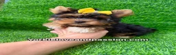 Yorkshire Terrier dogs for sale: Small traditional female  - Ad 8