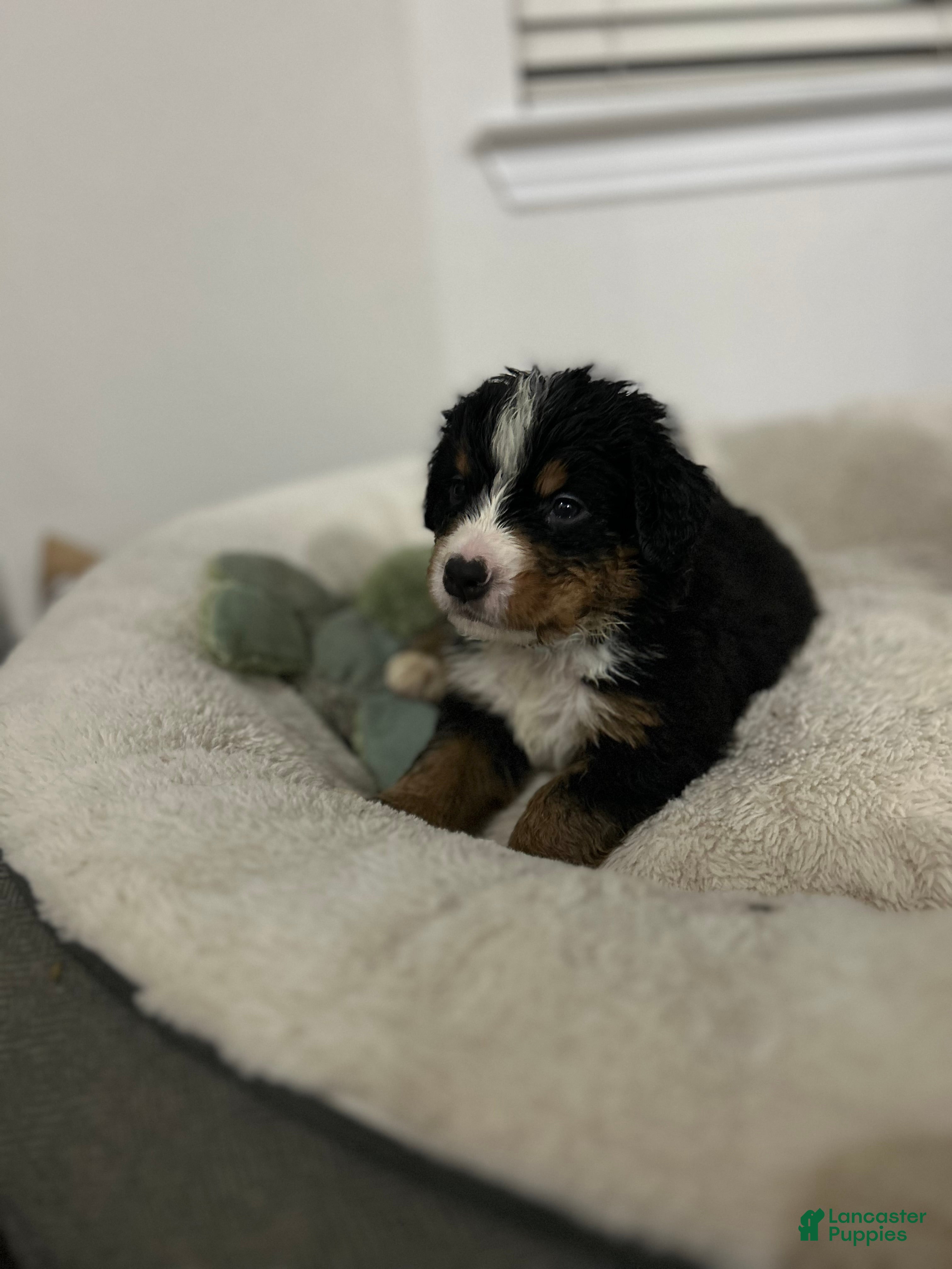 Bernese Mountain Dog dogs Bernese Mountain Dog Puppy 5 - Ad 5