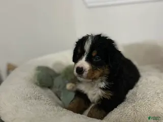 Bernese Mountain Dog dogs for sale: Bernese Mountain Dog Puppy 5 - Ad 3