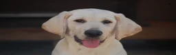 Labrador Retriever dogs for sale: Céline  - Ad 8
